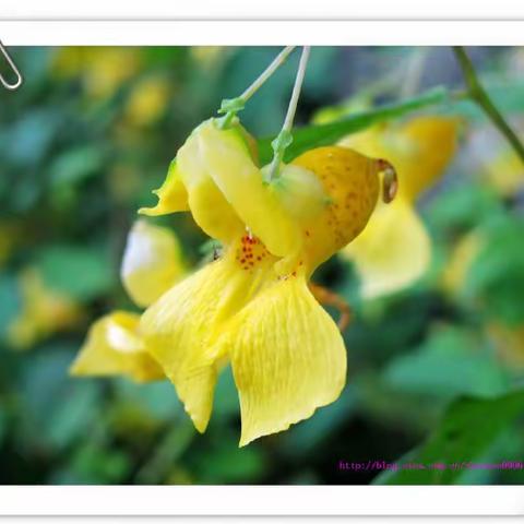 黄花岭上开“黄花”