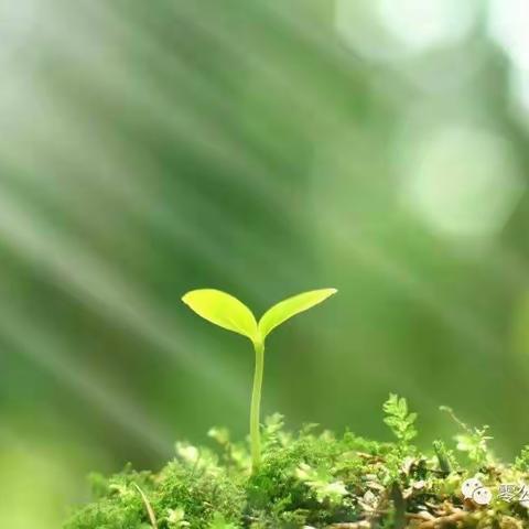 春暖花开正当时，播撒绿意拥抱春天——马场民小植树活动