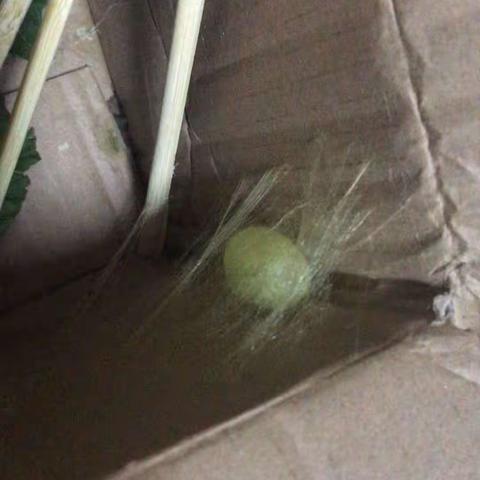养蚕日记19