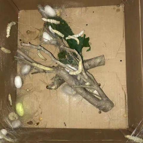 养蚕日记22