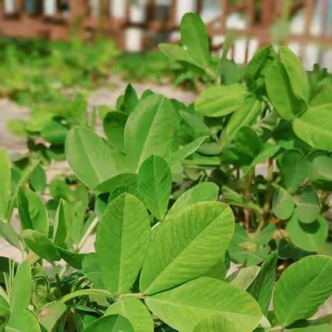 中三班 「班本课程」——花生物语