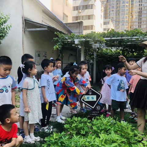 中三班班本课程——「花生物语」