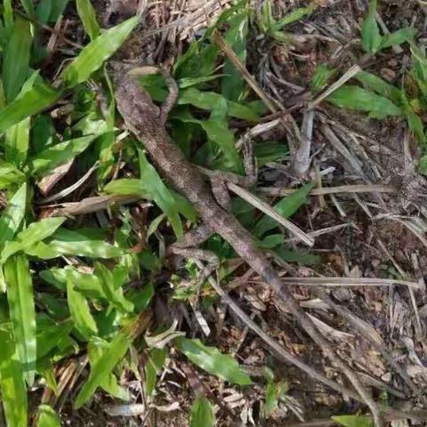 海南各地严打非法猎捕等破坏野生动物行为三亚森警查获“雷公马”237只，抓获5人，1人已被批捕