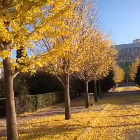 风拥银杏彩蝶舞 师助红烛熠熠光