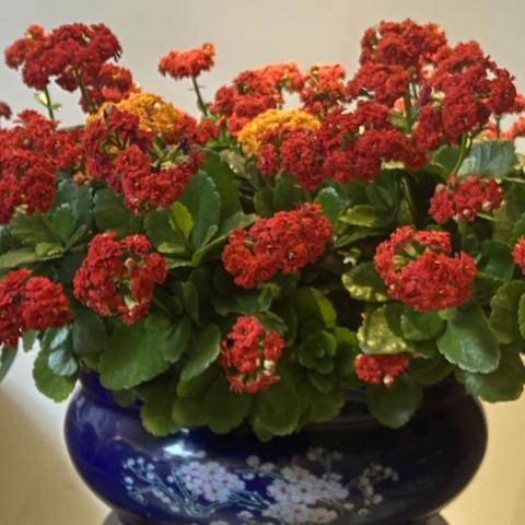 家里养的長寿花开花了
