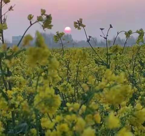 油菜花开满地金，鹁鸠声里又春深。