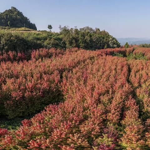 鸡山梁上枫叶红