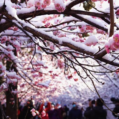 踏雪寻梅