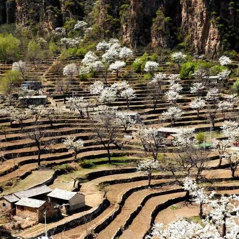 大山深处的梨花古村