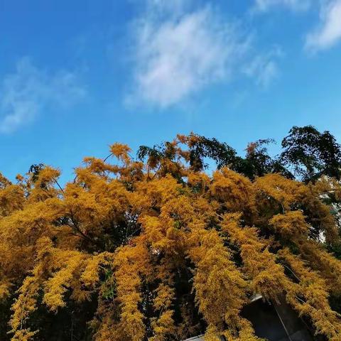 化平淡为精彩 因扎实而高效——三亚市南海学校（第五中学教育集团）数学教研活动