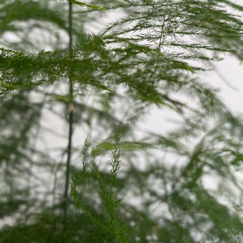 临颍县樱桃郭学校小学英语组第六周线上教学活动总结