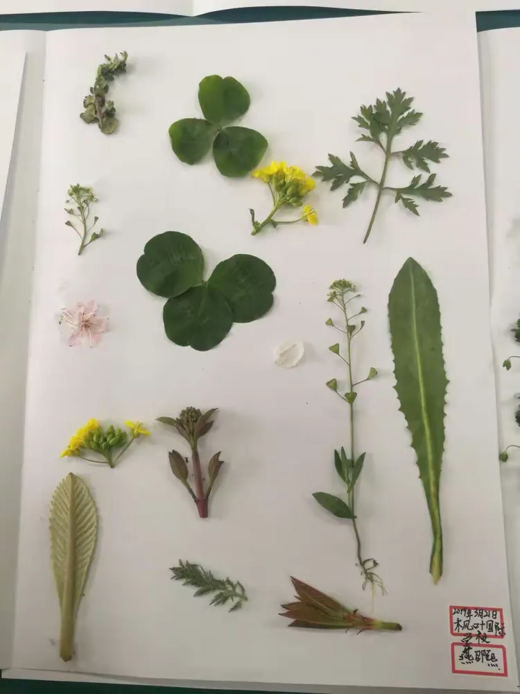 记自然与科学社团—植物标本的制作