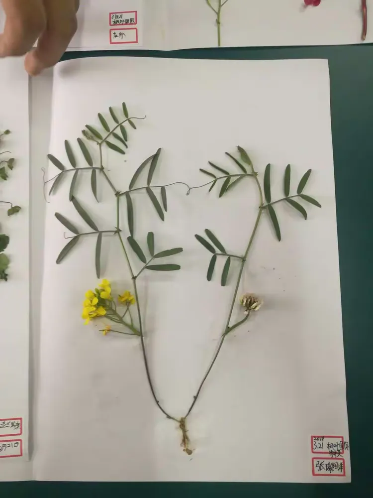 记自然与科学社团—植物标本的制作