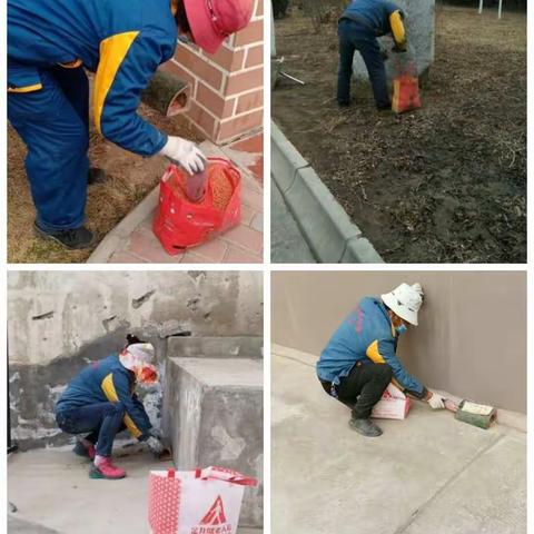 城西区新城区住宅小区春季灭鼠投药工作已全部完成