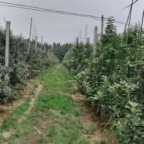 8月份苹果园管理之我见