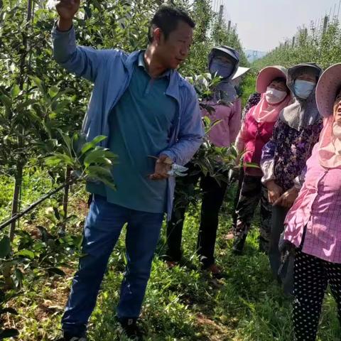 科技入园不间断   果园夏管不放松