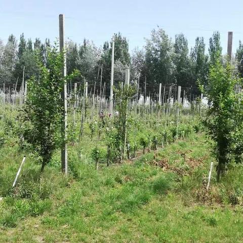 千阳老旧低效果园提升改造初见成效