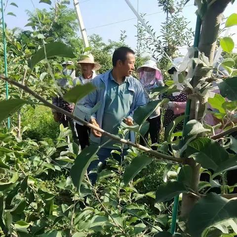千阳特聘农技员   果园指导不放松