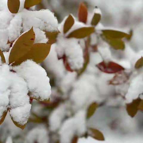 我的家乡下雪啦