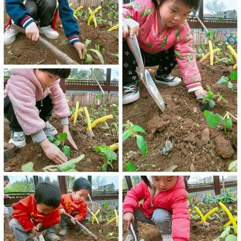 贵港市一德幼儿园———种植园里欢乐多