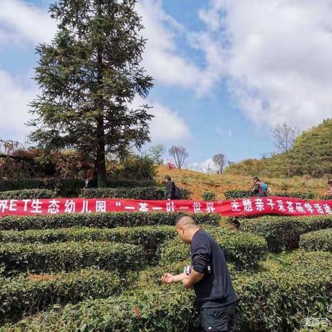 ET生态幼儿园:中班采茶亲子活动