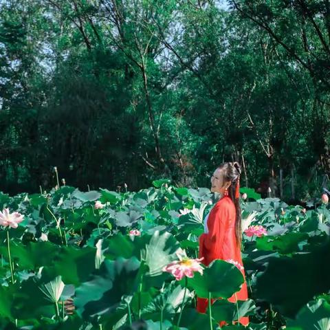盛夏赏荷