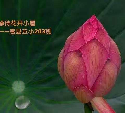 用爱浇灌 静待花开——嵩县第五实验小学203班