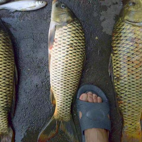 江河湖库伴我行，春夏秋冬快乐钓！