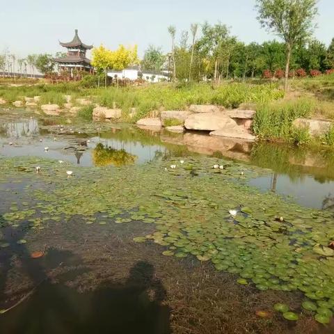 沭水.花开.五月