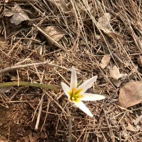 春意盎然心野狂