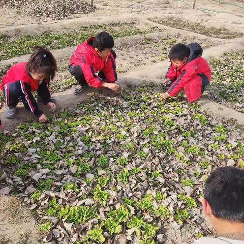 劳动的教育     生命的启迪——群力小学一一班劳动实践活动