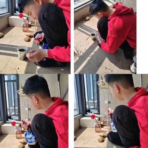 绿植养护 收获快乐——鹰潭师范附属小学举行“绿色植物我来种”  观察日记和实物展示