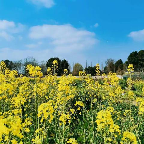 🌻面朝大地，春暖花开🌻