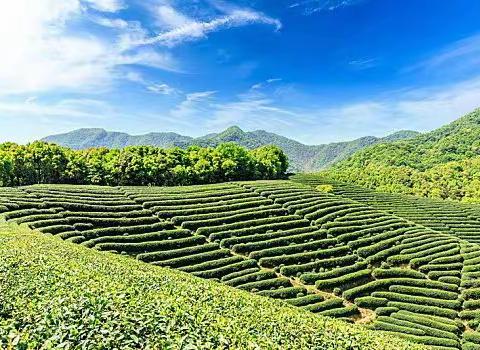 普洱市思茅区第三小学187班“我是小小劳动职业体验”活动——茶叶制作活动记