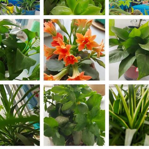 遇见最美的自己——砖埠镇石沟联小一年级班级纪实