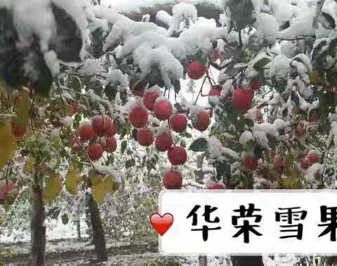 冰雪之果 沁心滋味   ------- 华荣雪果