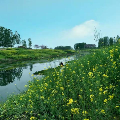 国际摄影虞城店集油菜花拍摄活动花絮