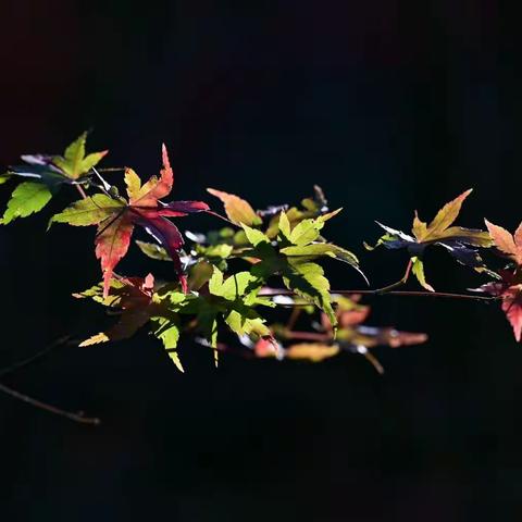 电脑版“腾讯会议”如何自录视频