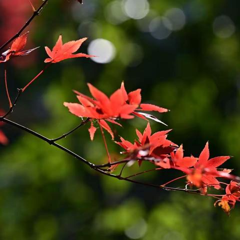 如何修改《腾讯会议》（电脑版）参会名称