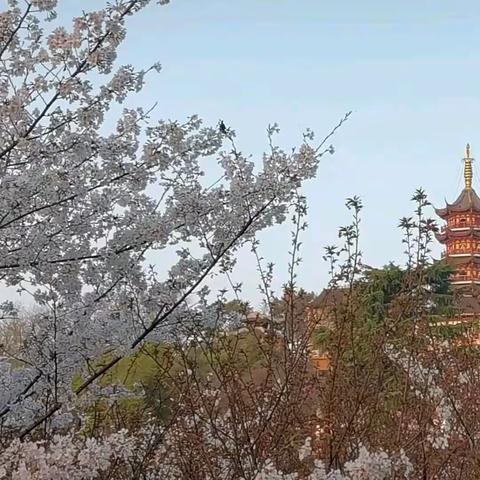 花神（打卡樱花大道）