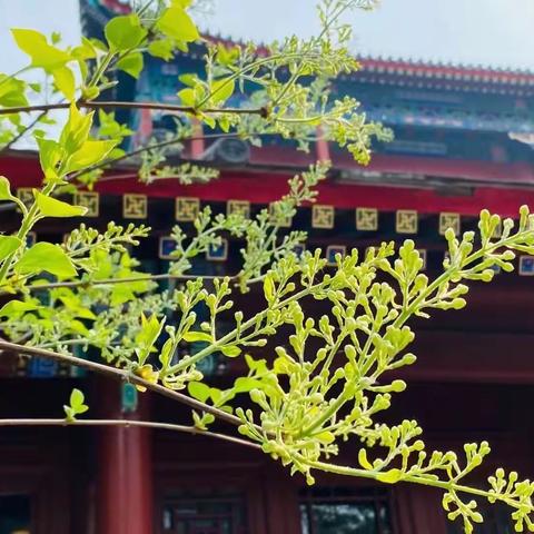 戒台寺第二十六届丁香旅游文化节           ———世界大同“云水禅心  福祈丁香”禅意诗书画展