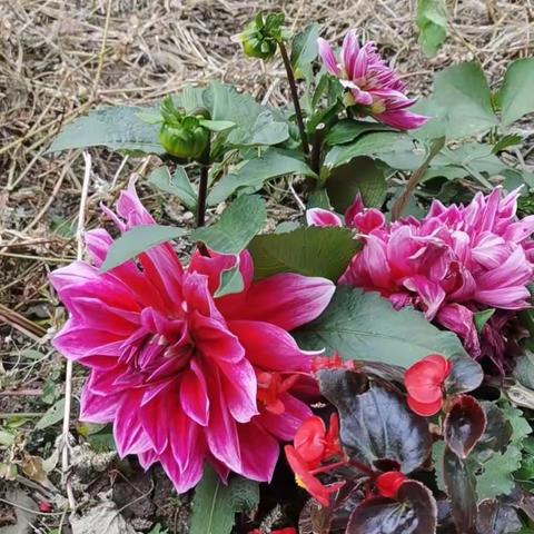 深秋长春印象（2021/9/26～10/13）