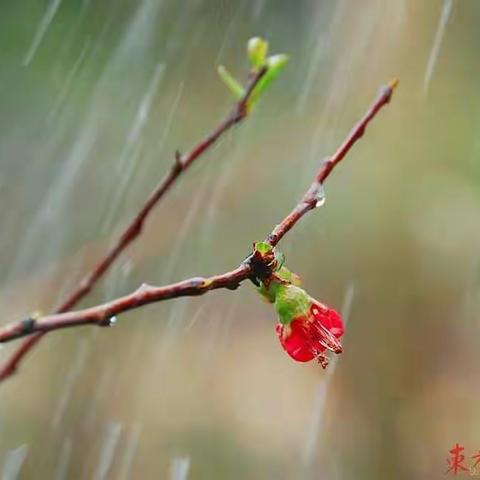 春风化雨，铁树开花