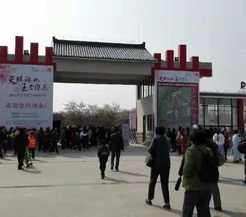 走进句容樱花园
