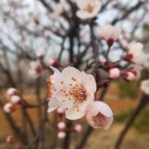 又是一年李花白