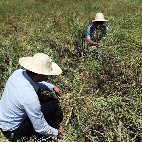 引进推广油菜机收品种     惠及我市劳动人民