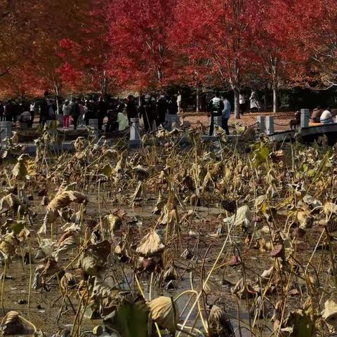 听叶嘉莹讲李白-5-花开莲现，花落莲成