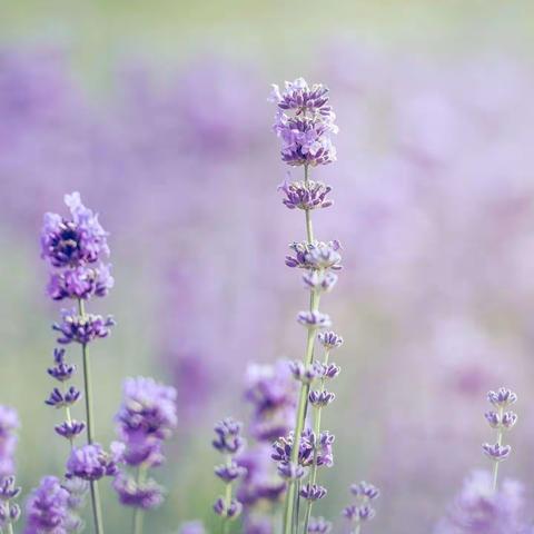 宣汉县三河学校预防新型冠状病毒告家长书