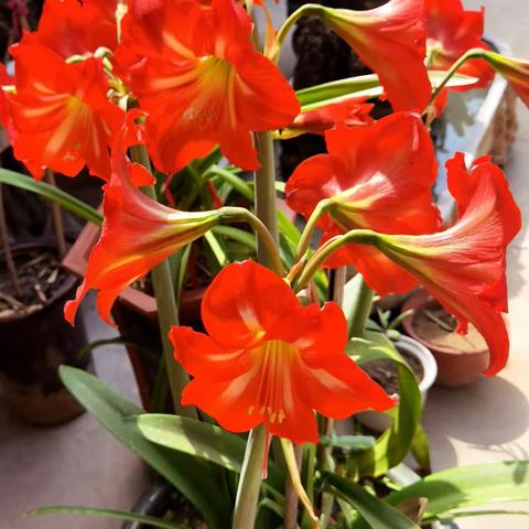 农家院小景惹人醉