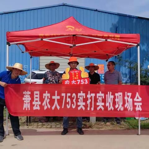 2023年萧县农大753实打实收现场，品种好不好，收过见分晓